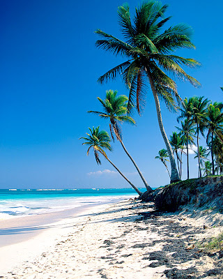 PALM TREES ON MARTINIQUE