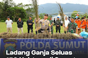 Ladang Ganja Raksasa dengan Luas 150 Hektare Terungkap di Sumut, Polri Berhasil Menggulung Jaringan Kejahatan!