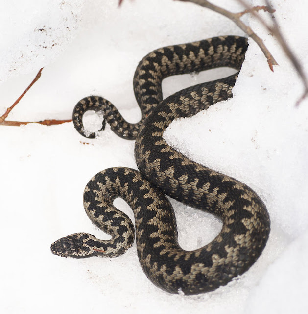 Adder ( Vipera Berus )