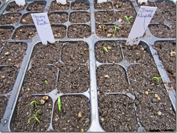 Peppers