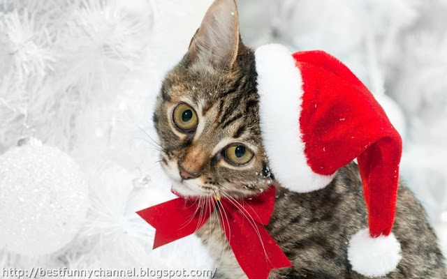 Cat Santa.