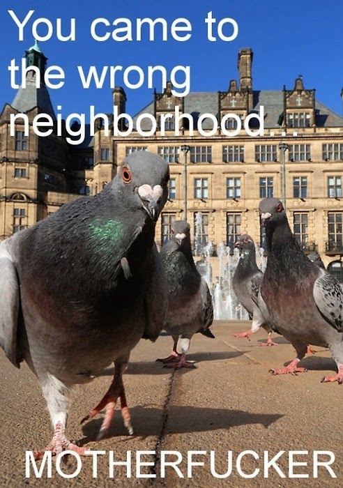 You Came To The Wrong Neighborhood - Gangsta Pigeons