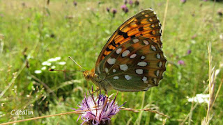 Argynnis (Mesoacidalia) aglaja IMG13149