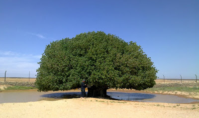 pohon sahabi (sahabat nabi yang masih hidup)