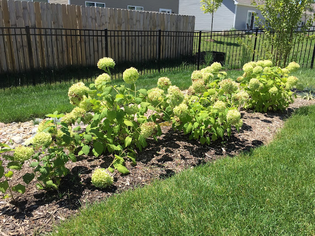 sun burn Annabelle Hydrangea