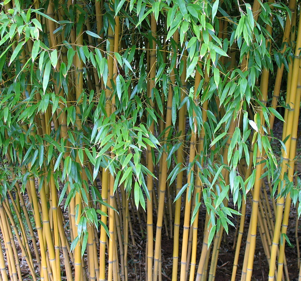 Gambar Pohon Bambu Related Keywords & Suggestions - Gambar 