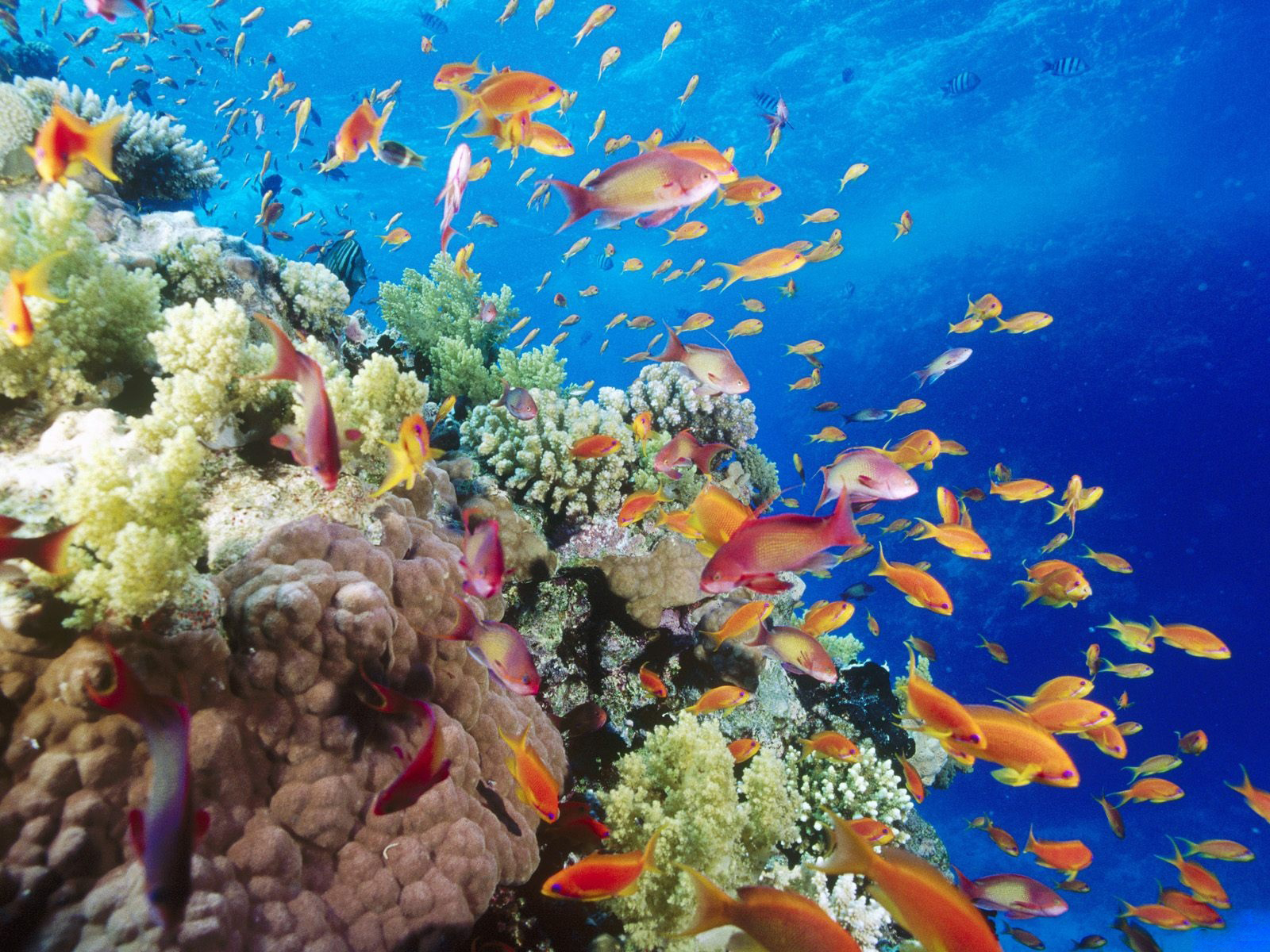 gambar dunia bawah laut, dunia air, gambar ikan, ubur-ubur