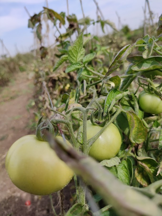 Tangy Tomatoes 🍅🍅