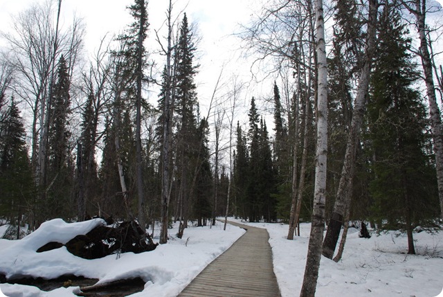 04-20-09 Liard Springs 011