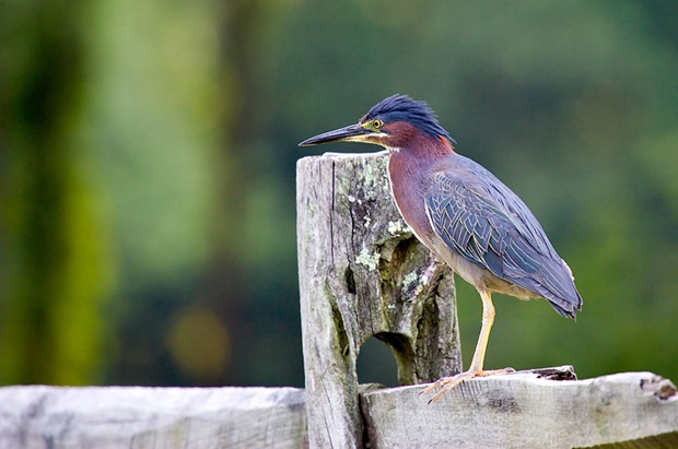Birds-photography8