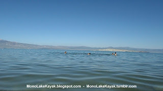 Swimming in Mono Lake