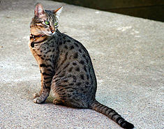 Gambar kucing Egyptian mau