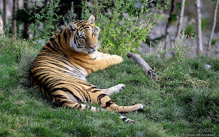 female tiger amurshaya (51)