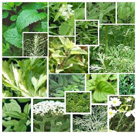  jenis-jenis tanaman obat herbal untuk kesehatan