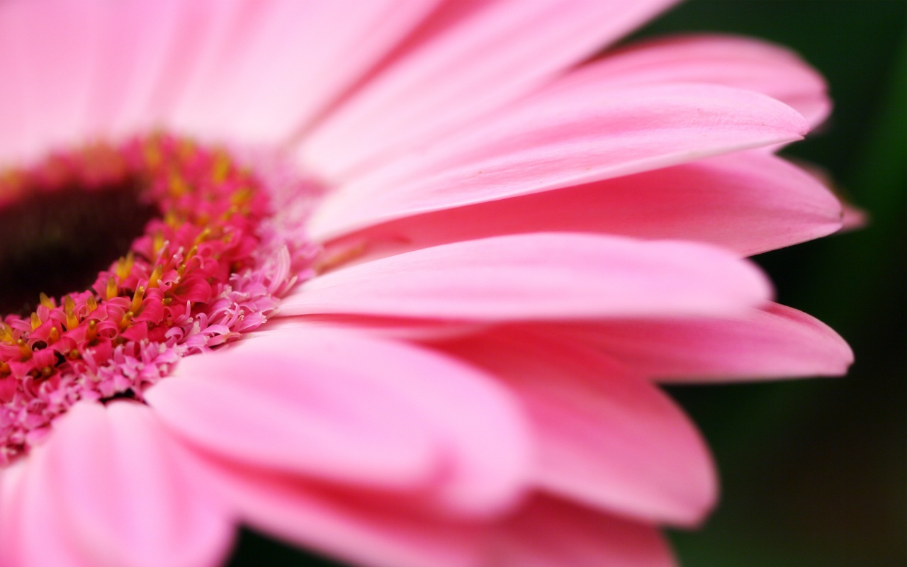 Pink flower wallpaper