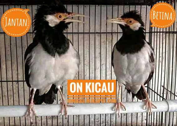 gambar burung jalak suren jantan dan betina