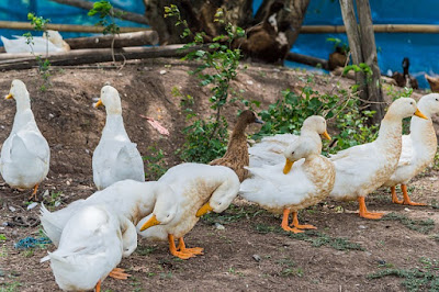 Cara memilih bebek petelur yang BAIK