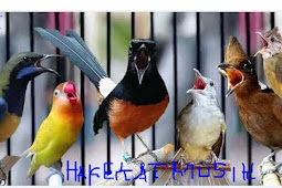 Download Mp3 Suara Burung Kapas Tembak, Cucak Ijo, Lovebird, Jalak Suren, Poksay, Ciblek Full Mp3 Terlengkap