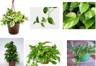 JUAL TANAMAN SIRIH BELANDA PER POLYBAG Rp 6.000,-  HARGA JULI 2016