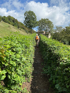 A hedgerow approaching Salmezza