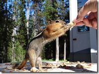 Lake bike ride and chipmunks 087