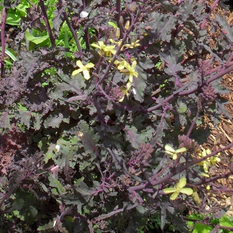 Scarlet Kale flowers