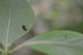 辰ノ口親水公園紫陽花園2020