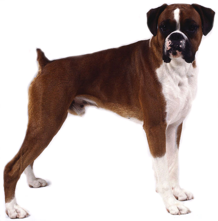 boxer dog wallpaper. Boxer+dog