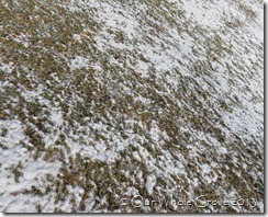 frosted earth