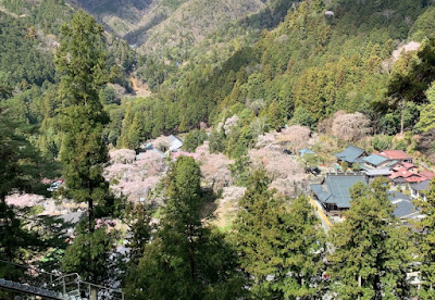 久遠寺周辺部の桜