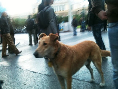 The Return of the Riot Dog Seen On www.coolpicturegallery.us