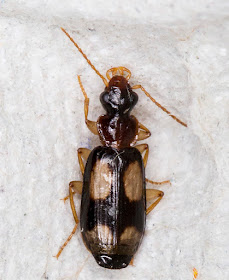 Beetle, Dromius quadrimaculatus.  In my garden light trap in Hayes on 9 August 2015