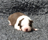 Border Collie Chocolate