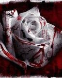 Bloody White Rose