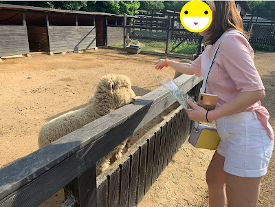 평창 켄싱턴호텔 평창 양때목장