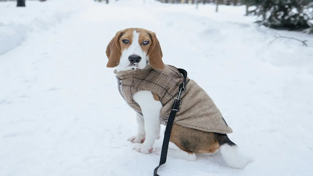 Dog in Winter Coat