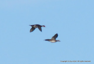 Wood Ducks Flying