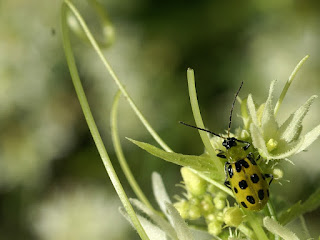 Chrysomèle maculée du concombre - Diabrotica undecimpunctata