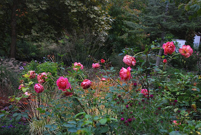 Rosa 'Jubilee Celebration' 