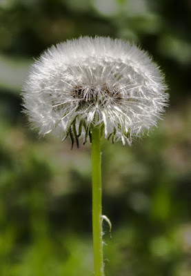 Ташкент. Весеннее. Одуванчик.  Tashkent. Spring. Dandelion.