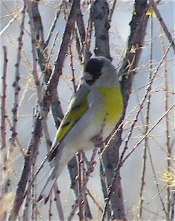 Lawrence’s Goldfinch