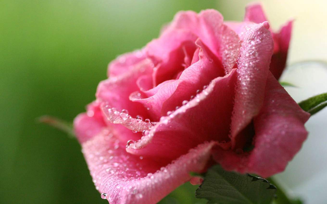 Wallpaper Gallery: Rose Flower Wallpaper -5