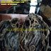 Batu fosil galih kelor hitam motif lempengan 1 cm by : Kerajinan CINCIN dari www.makrifatbusiness.net