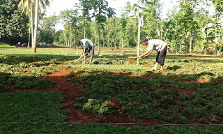 Jual Rumput Taman di Cibinong,Tukang Rumput di Cibinong,Jual Rumput Gajah Mini di Cibinong