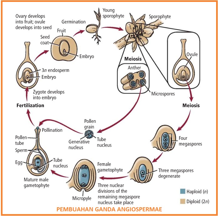 Belajar Biologi: Pembuahan pada tumbuhan biji tertutup (angiospermae)