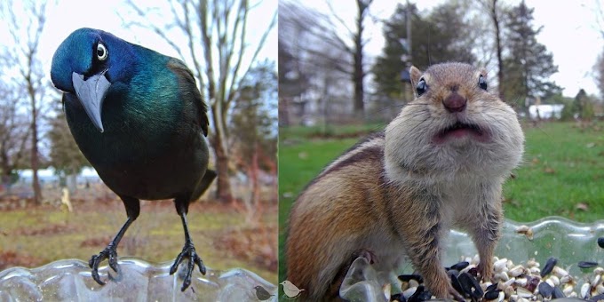 Woman Sets Up A Feeder Camera to Capture Wild Animals Eating in Her Backyard   