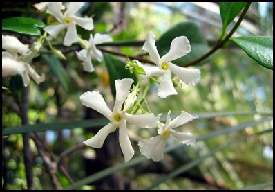 confed jasmine4
