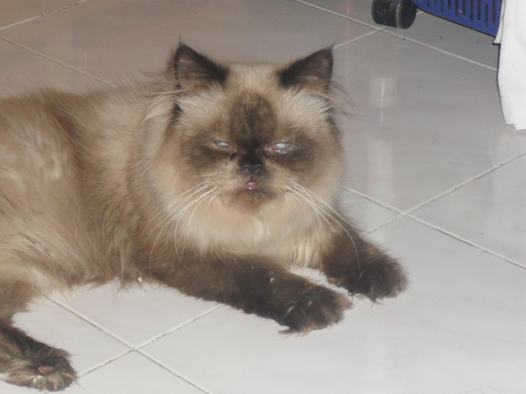 Mylovelybulus My Himalayan Seal Point