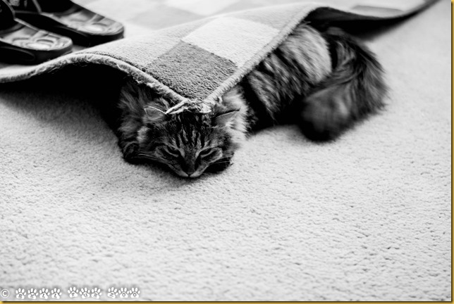 Matilda B&W March 12th (FC)