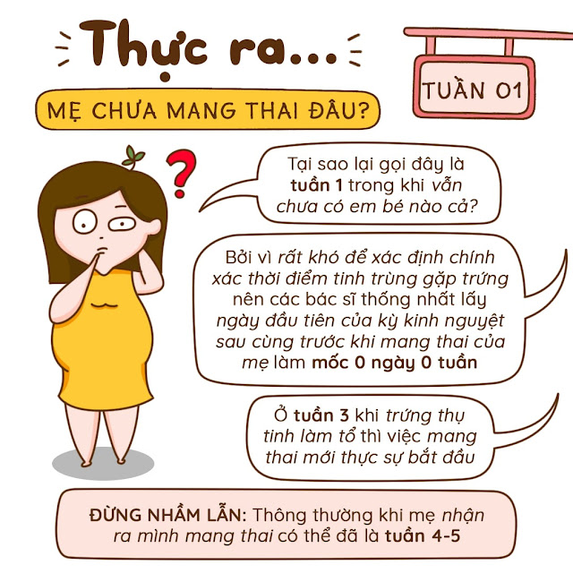 Kiến thức mang thai tuần 1